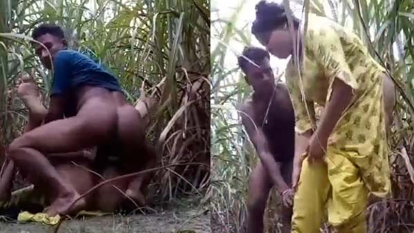 Ganne Ke Khet Me Girlfriend Boyfriend Sex Viral Clip